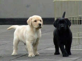 兴义卖拉布拉多兴义卖拉布拉多兴义狗场出售纯