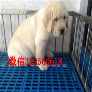 佳木斯哪里有卖纯种拉布拉多白色拉布拉多多少钱拉布拉多价格赛季精品拉布拉多