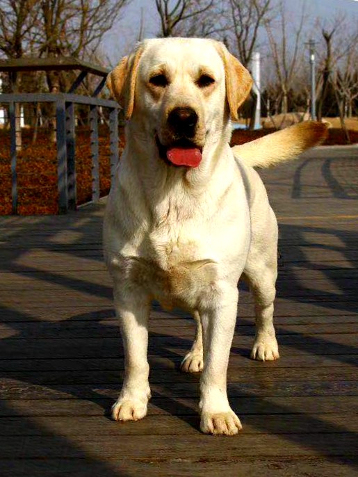 专业犬舍诚信出，可退可换