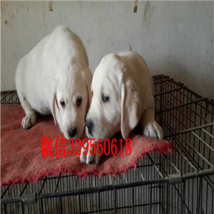 舟山出售纯种拉布拉多犬黑色拉布拉多多少钱神犬小七同款拉布拉多纯种黑色和米黄色拉布拉多犬