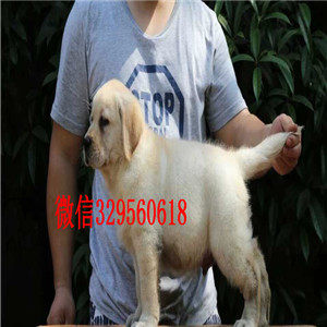 绥化出售纯种拉布拉多犬黄色拉布拉多多少钱神