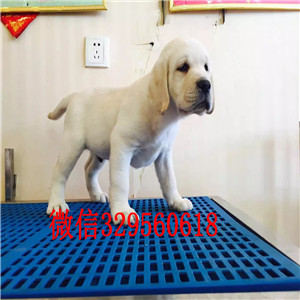 铜陵纯种拉布拉多多少钱白色拉布拉多犬出售拉