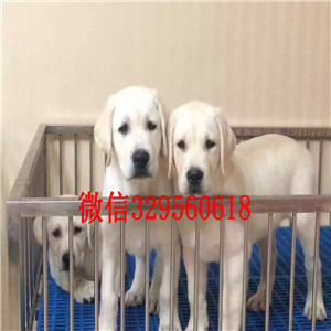 泸州纯种拉布拉多多少钱黄色拉布拉多犬出售拉