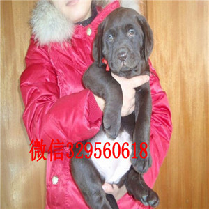 铁岭哪里能买到纯种拉布拉多犬黄色拉布拉多多