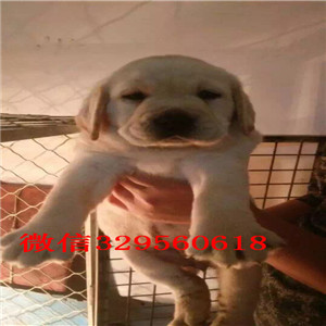 济南哪里有卖纯种拉布拉多白色拉布拉多多少钱