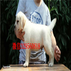 焦作纯种拉布拉多多少钱黑色拉布拉多价格大骨架双血统拉布拉多犬拉布拉多多少钱一只
