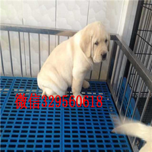 巢湖出售纯种拉布拉多犬白色拉布拉多多少钱拉布拉多幼犬纯种高品质大头拉拉幼犬出售