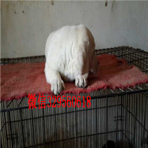 巢湖哪里有卖纯种拉布拉多白色拉布拉多犬出售