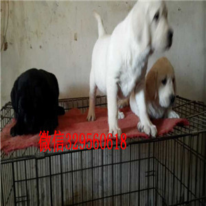 东营哪里能买到纯种拉布拉多犬白色拉布拉多多