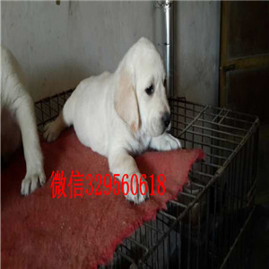 舟山出售纯种拉布拉多犬黑色拉布拉多多少钱神犬小七同款拉布拉多纯种黑色和米黄色拉布拉多犬