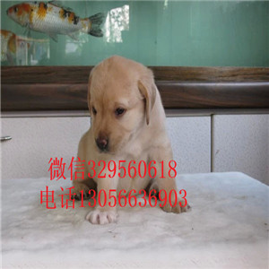 白城哪里卖拉布拉多多少钱一只犬舍拉布拉多多