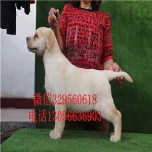 黔西南本地犬舍拉布拉多犬舍拉布拉多多少钱一只赛级拉布拉多赛级拉布拉多幼犬