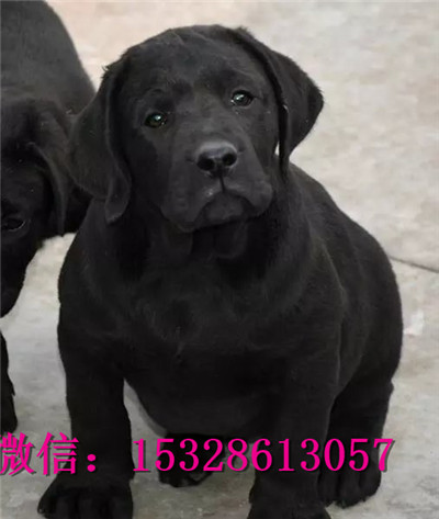 黔西南哪里有卖拉布拉多奶白色拉布拉多幼犬价