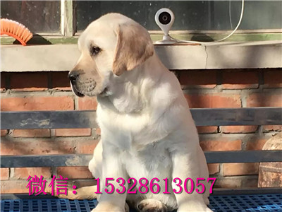 果洛州哪里有纯种拉布拉多卖纯种拉布拉多价格正宗拉布拉多幼犬拉布拉多导盲犬