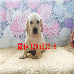 黔西南哪里有卖纯种拉布拉多白色拉布拉多多少