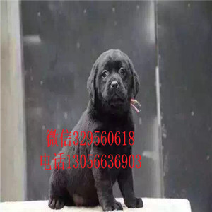 锡林郭勒本地犬舍拉布拉多纯种拉布拉多黑色拉
