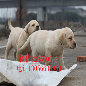 廊坊哪里有卖拉布拉多犬舍拉布拉多多少钱一只