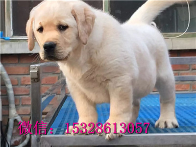 滨州哪里有卖拉布拉多健康拉布拉多多少钱拉布拉多幼犬图片可送用品