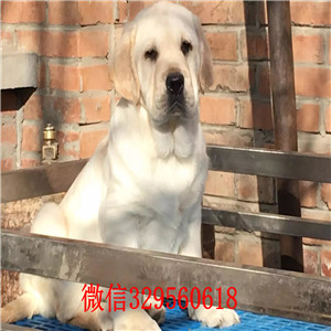 枣庄哪里能买到纯种拉布拉多犬精品拉布拉多幼犬黑色拉布拉多多少钱一只出售纯种拉布拉多幼犬