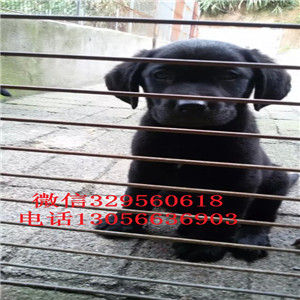 红河哪里有卖拉布拉多出售纯种大骨架拉布拉多