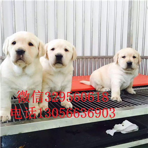 东营哪里有卖拉布拉多纯种拉布拉多拉布拉多犬