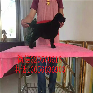 文山哪里有卖拉布拉多出售纯种大骨架拉布拉多