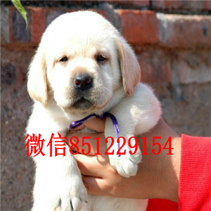 武汉出售健康纯种拉布拉多大骨架大头拉布拉多 签质保