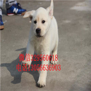 焦作哪里卖拉布拉多多少钱一只精品拉布拉多赛级品质赛级拉布拉多纯种奶白色拉布拉多