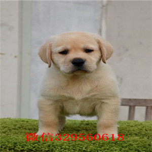 盘锦出售双血统拉布拉多咖啡色拉布拉多犬多少钱黄色拉布拉多犬多少钱纯种双血统拉布拉多