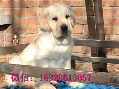 果洛州哪里有纯种拉布拉多卖纯种拉布拉多价格正宗拉布拉多幼犬拉布拉多导盲犬