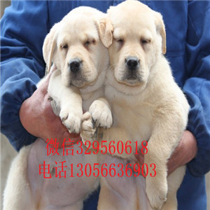 佳木斯本地犬舍拉布拉多犬舍拉布拉多多少钱一