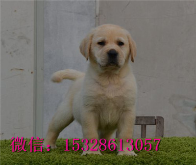 果洛州哪里有纯种拉布拉多卖纯种拉布拉多价格正宗拉布拉多幼犬拉布拉多导盲犬