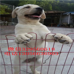 辽阳哪里卖拉布拉多多少钱一只纯种拉布拉多赛