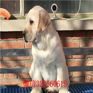 盘锦出售双血统拉布拉多咖啡色拉布拉多犬多少钱黄色拉布拉多犬多少钱纯种双血统拉布拉多