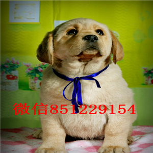 武汉出售健康纯种拉布拉多大骨架大头拉布拉多 签质保