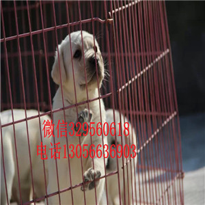 四平哪里有卖拉布拉多精品拉布拉多赛级品质黑