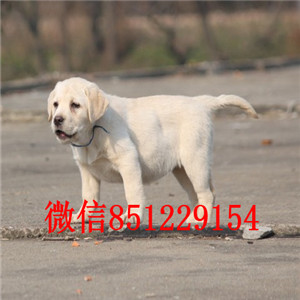 ?？诒镜爻鍪劾祭嗳?，大骨架，证件齐全三包 