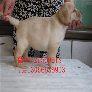抚顺本地犬舍拉布拉多纯种拉布拉多赛级拉布拉