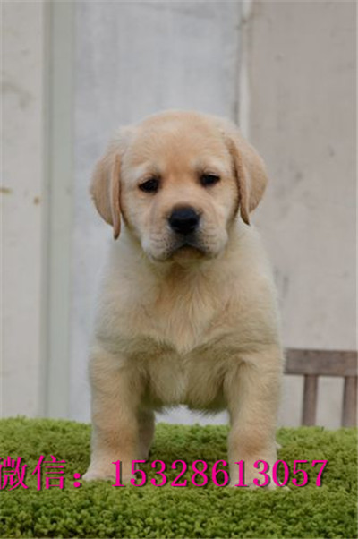 绥化哪里的拉布拉多便宜纯种拉布拉多价格拉布