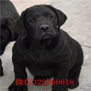 聊城出售双血统拉布拉多精品拉布拉多幼犬拉布拉多犬寻回犬纯种双血统拉布拉多