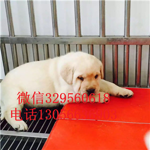 黔西南本地犬舍拉布拉多犬舍拉布拉多多少钱一只赛级拉布拉多赛级拉布拉多幼犬