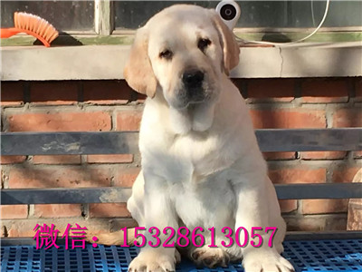 滨州哪里有卖拉布拉多健康拉布拉多多少钱拉布拉多幼犬图片可送用品