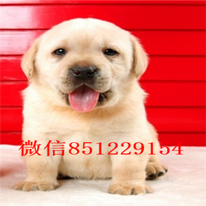 长沙哪有卖【拉布拉多】、纯种多少钱，健康保障