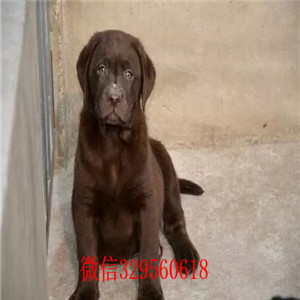 聊城出售双血统拉布拉多精品拉布拉多幼犬拉布拉多犬寻回犬纯种双血统拉布拉多