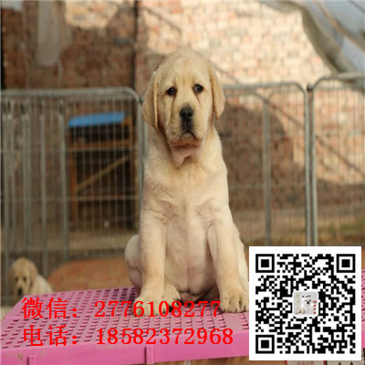 哈尔滨哪里有纯种健康的拉布拉多出售 拉布拉多导盲犬哪里的好 双血统拉布拉多多少钱