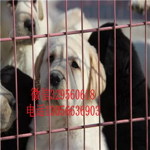吉林哪里有卖拉布拉多犬舍拉布拉多多少钱一只