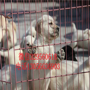 许昌本地犬舍拉布拉多纯种双血统拉布拉多拉布
