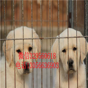 铁岭本地犬舍拉布拉多纯种双血统拉布拉多拉布