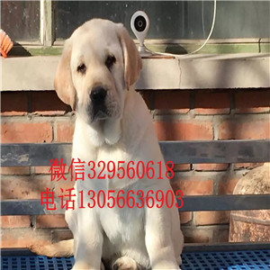 白山本地犬舍拉布拉多出售纯种大骨架拉布拉多