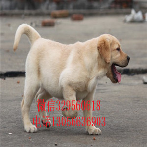 汕头哪里有卖拉布拉多精品拉布拉多赛级品质忠实温顺的拉布拉多幼犬纯种奶白色拉布拉多